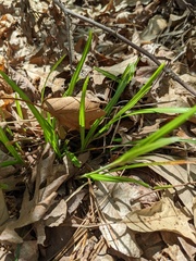 Carex virescens