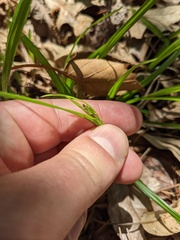 Carex virescens
