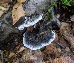 Thelephora cuticularis