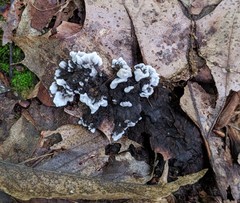 Thelephora cuticularis