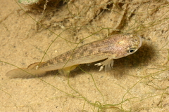 Rivulidae