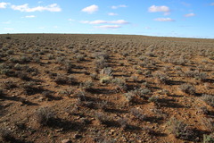 Stipagrostis ciliata