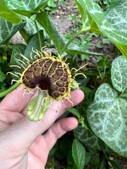 Aristolochia fimbriata