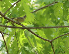 Vireo philadelphicus