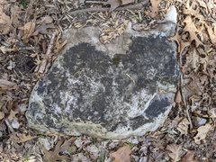 Lichenothelia