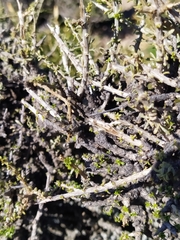 Acantholippia seriphioides