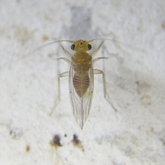 Hemipsocus chloroticus