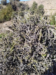 Acantholippia seriphioides