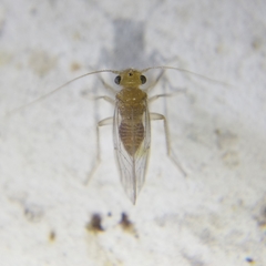 Hemipsocus chloroticus