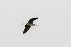 Ardea cinerea