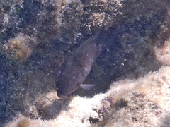 Acanthurus nigrofuscus