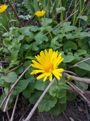 Doronicum columnae