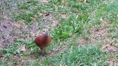 Zentrygon chiriquensis