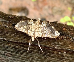 Omphisa