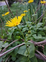 Doronicum columnae
