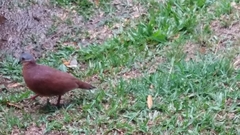 Zentrygon chiriquensis