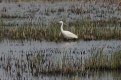 Egretta garzetta