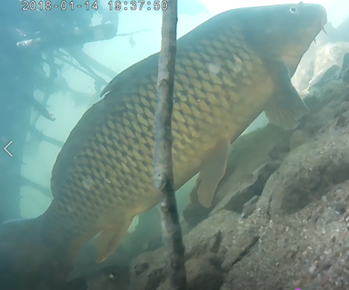 Eurasian Carp