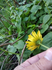 Doronicum columnae