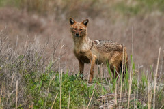Canis aureus moreoticus