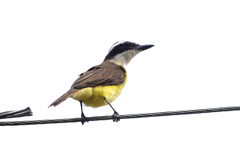 Pitangus sulphuratus