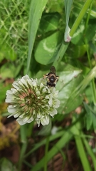 Andrena ovatula
