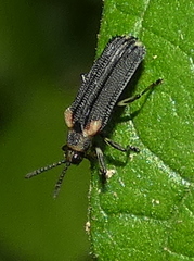Heterispa vinula