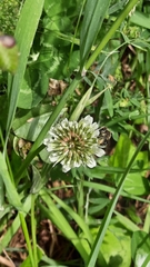 Andrena ovatula