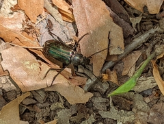 Tarpela micans