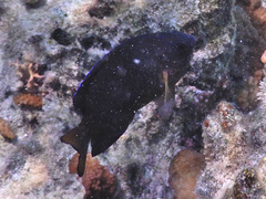 Ctenochaetus striatus