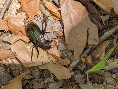 Tarpela micans