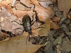 Tarpela micans