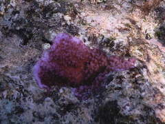 Montipora flabellata