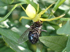 Misumena spinifera