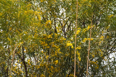 Acacia saligna