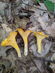 Cantharellus flavus