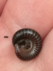 Cylindroiulus londinensis