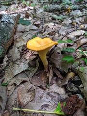 Cantharellus flavus