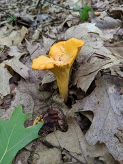 Cantharellus flavus