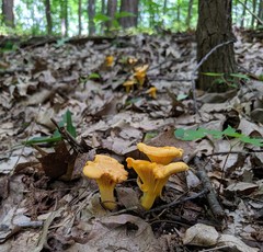 Cantharellus flavus