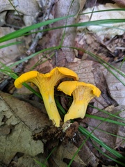 Cantharellus flavus
