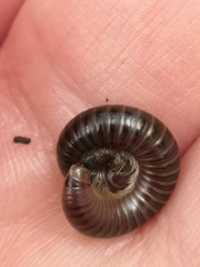 Cylindroiulus londinensis