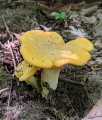 Cantharellus phasmatis