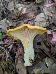 Cantharellus phasmatis