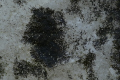 Lichenothelia