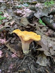 Cantharellus phasmatis