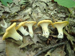 Cantharellus phasmatis