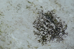 Lichenothelia