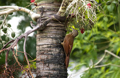 Dendroplex picus