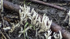 Artomyces pyxidatus